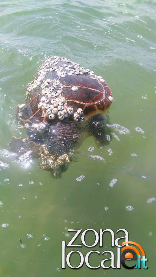 La tartaruga ritrovata oggi a Vasto Marina
