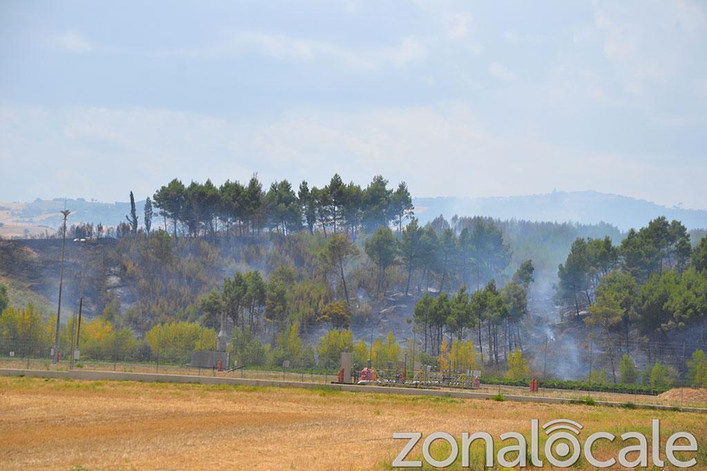 La pineta incenerita