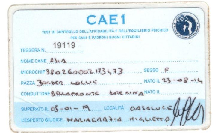 Multata in una spiaggia per cani perché senza guinzaglio... a niente serve il patentino Enci? - Foto 2 cae