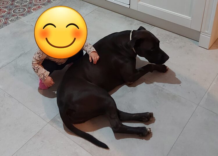 cane scomparso