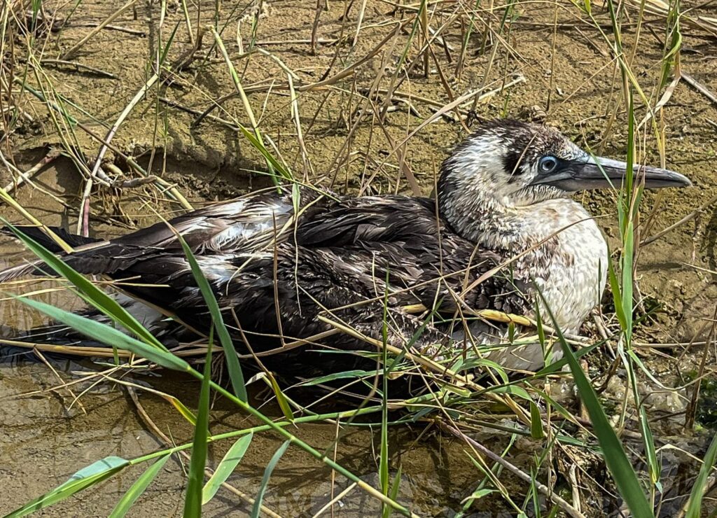 sula recuperata