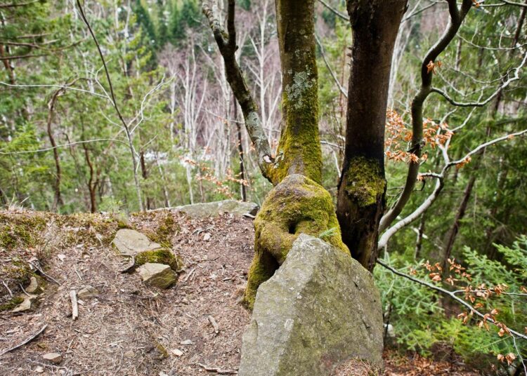 rocky cliff green forest carpathian mountains 627829 8340