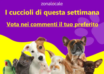 ANIMALI QUESTA SETTIMANA