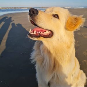 Finalissima per il contest "Il tuo amico speciale su Zonalocale", vota il vincitore! - VIDEO 1 CHARLIE 3