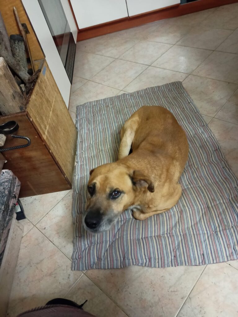 Due cuccioli persi a Palmoli, l'appello della padroncina: "Molto indeboliti e in continuo pericolo tra lupi e cinghiali" 2 cane1