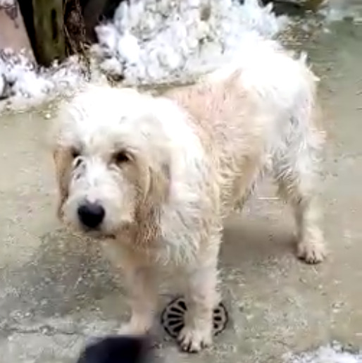 Due cuccioli persi a Palmoli, l'appello della padroncina: "Molto indeboliti e in continuo pericolo tra lupi e cinghiali" 3 cane2