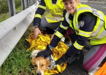 Un cane salvato dalla polizia stradale sull'A 24