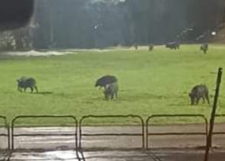Diversi cinghiali avvistati al Parco Muro delle Lame di Vasto - GALLERY 2 cinghiale lame