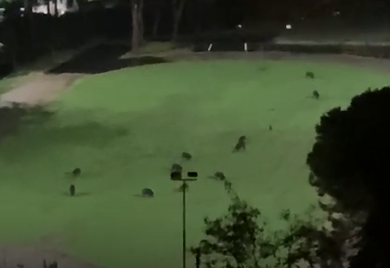 Diversi cinghiali avvistati al Parco Muro delle Lame di Vasto - GALLERY 3 cinghiale lame2