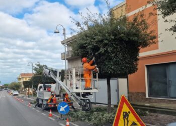 La potatura in via dello Stadio a San Salvo