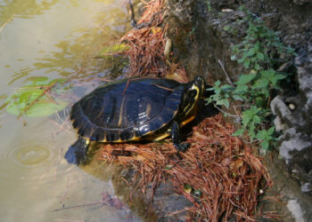 Trachemys scripta scripta