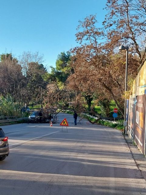 Chiusa via Istonia per caduta albero - Gallery 2 albero caduto1