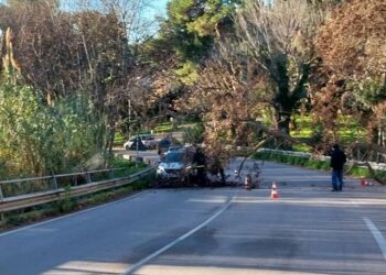 L'albero caduto in via Istonia