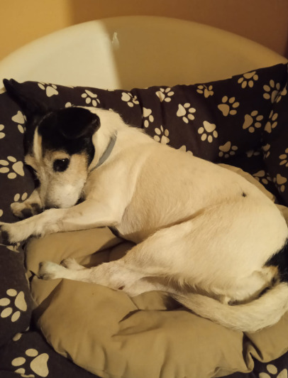 cagnolina wendy