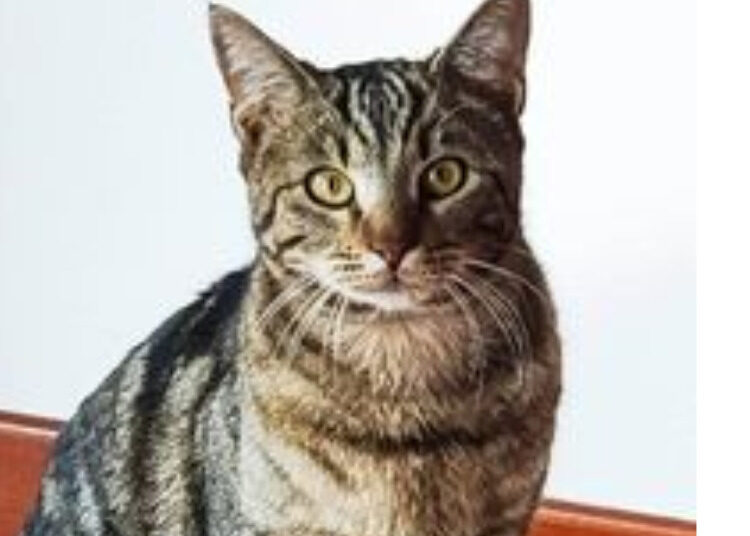 gatto jonny