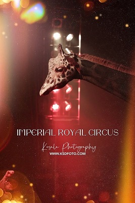 Il circo a Lanciano - Gallery 5 circus7