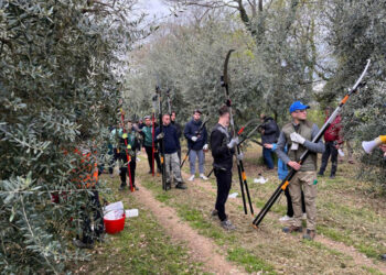 Gli studenti durante la potatura