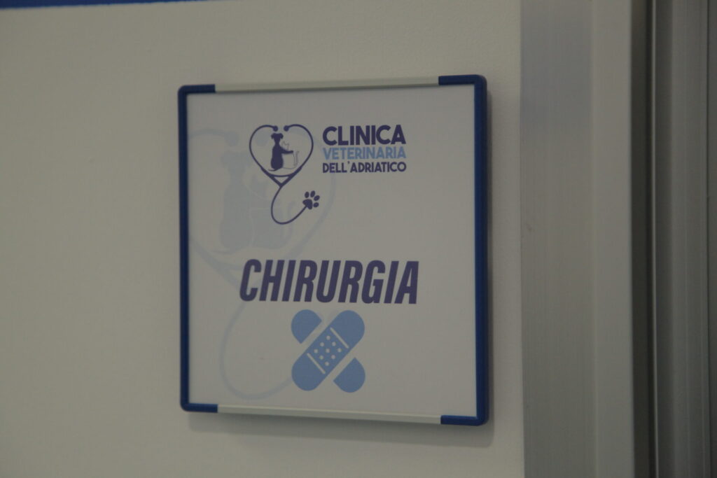 Clinica Veterinaria dell’Adriatico cambia location: in via Martiri della Libertà la nuova sede - Gallery 20 IMG 3076