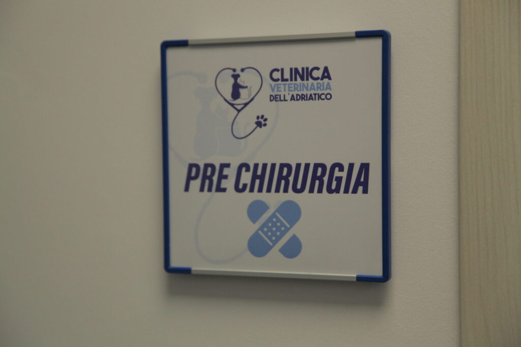 Clinica Veterinaria dell’Adriatico cambia location: in via Martiri della Libertà la nuova sede - Gallery 24 IMG 3080