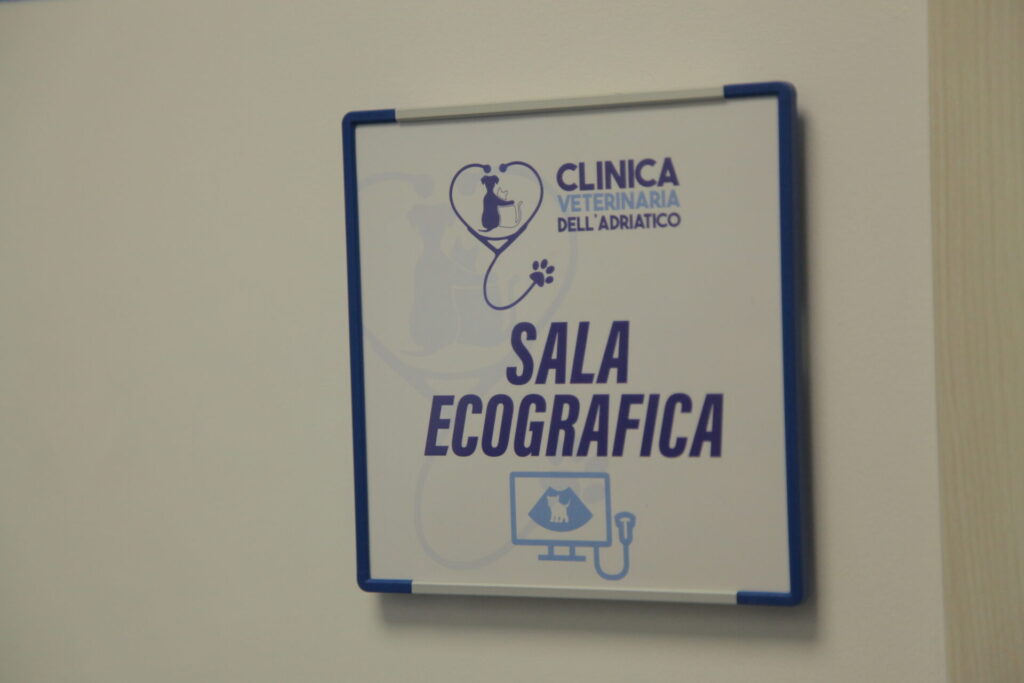 Clinica Veterinaria dell’Adriatico cambia location: in via Martiri della Libertà la nuova sede - Gallery 28 IMG 3084
