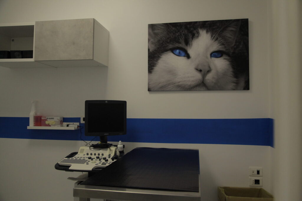 Clinica Veterinaria dell’Adriatico cambia location: in via Martiri della Libertà la nuova sede - Gallery 29 IMG 3085