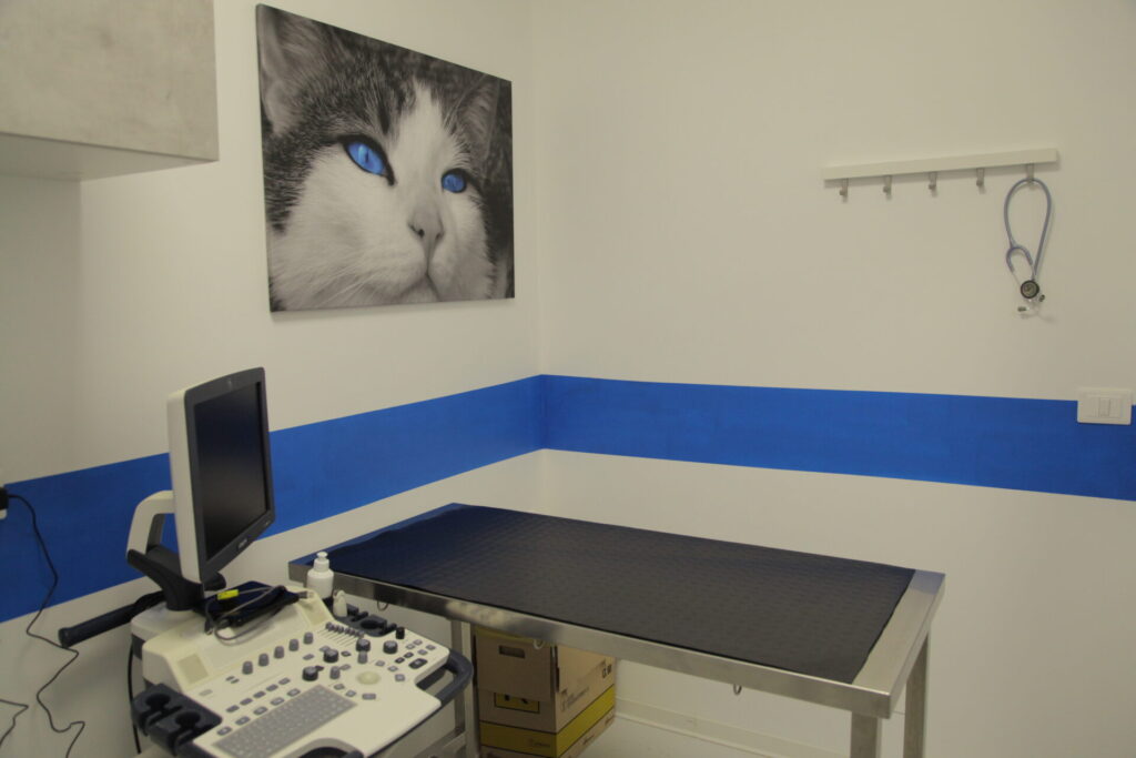 Clinica Veterinaria dell’Adriatico cambia location: in via Martiri della Libertà la nuova sede - Gallery 31 IMG 3087