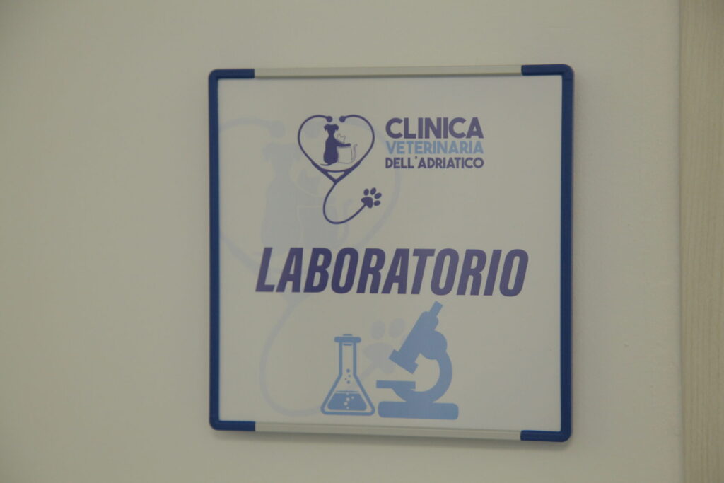 Clinica Veterinaria dell’Adriatico cambia location: in via Martiri della Libertà la nuova sede - Gallery 32 IMG 3088