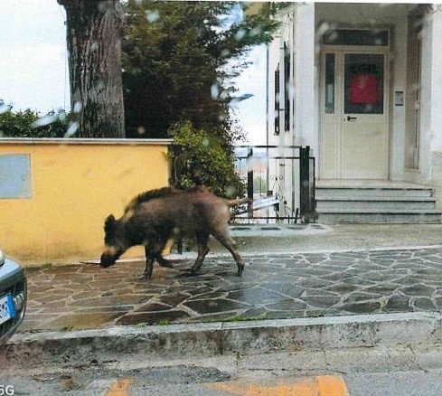 Cinghiale ad Atessa