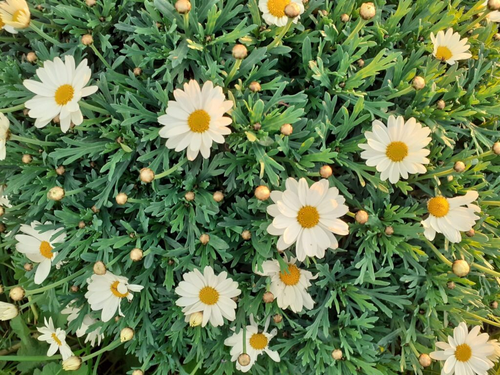 Infiorata di Carunchio, la magia e l'abilità degli abitanti del luogo- Gallery 2 infiorata carunchio1