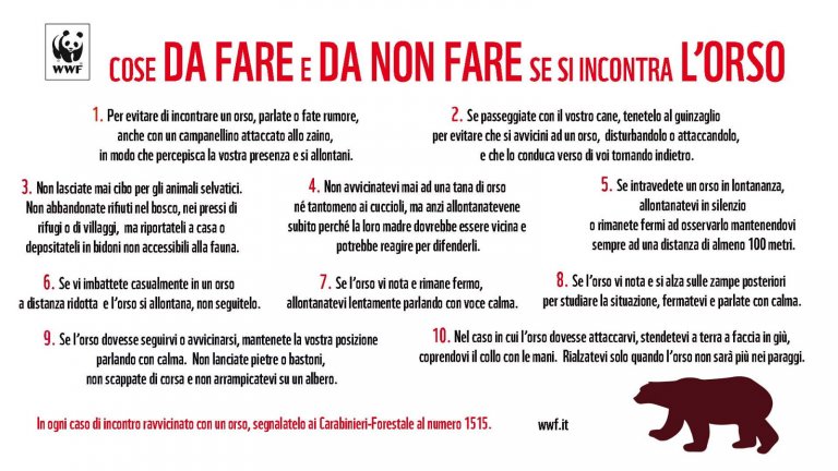 Appello del WWF Abruzzo a tenere comportamenti corretti con gli orsi 2 Consigli WWF Orso
