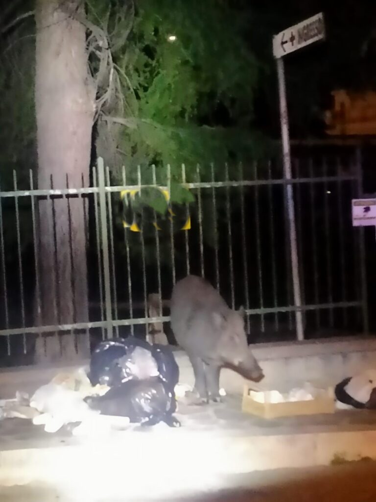 Cinghiale a cena in città 2 cinghiale 2