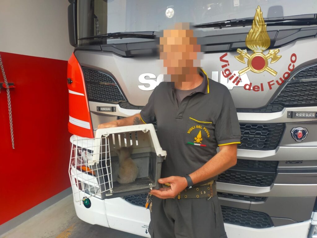 Torna in libertà grazie ai vigili del fuoco di Termoli 2 micio