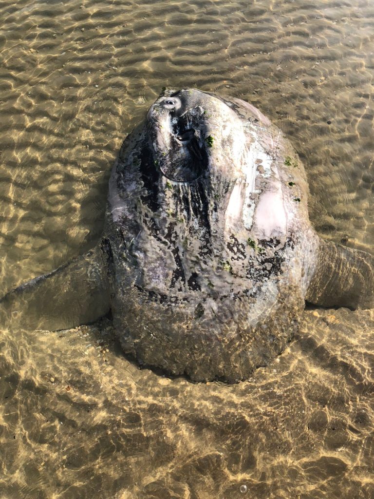 Carcassa di pesce luna a Francavilla al Mare 3 Pesce luna Francavilla 1