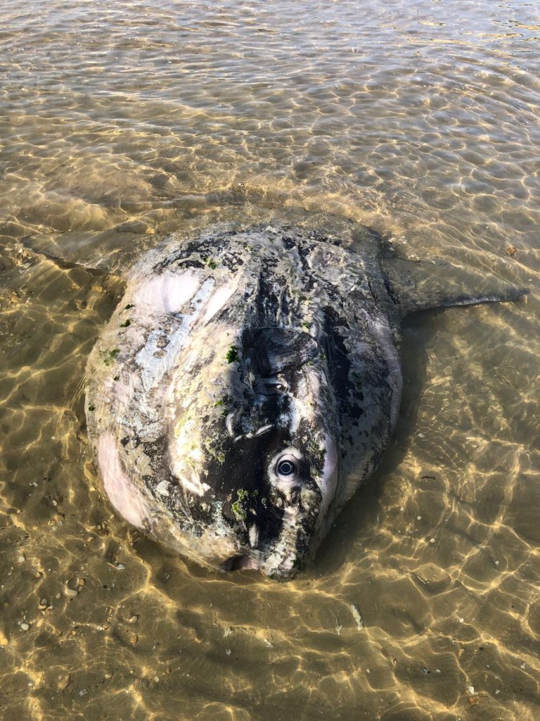 Carcassa di pesce luna a Francavilla al Mare 2 Pesce luna Francavilla 2