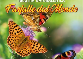 farfalle dal mondoa e1690213554399