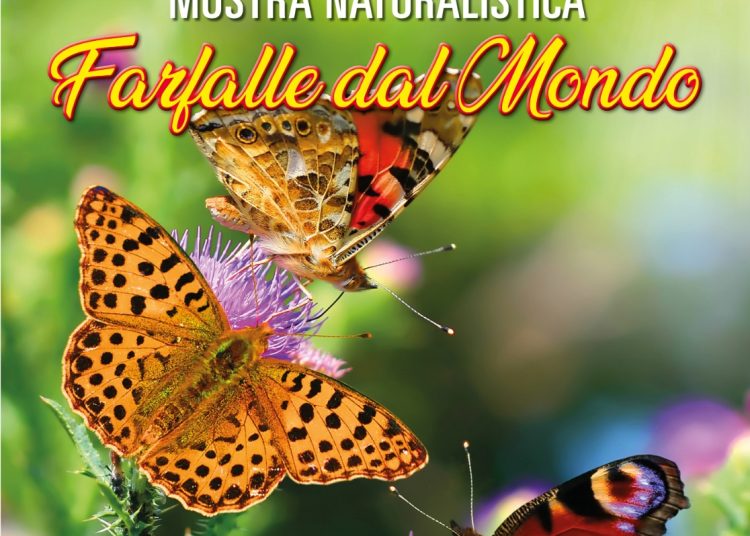 farfalle dal mondoa e1690213554399