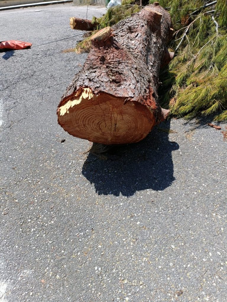 Vasto, tre ordinanze sindacali per abbattere dei pini in città, alcuni solo da manutenere 5 pini 2
