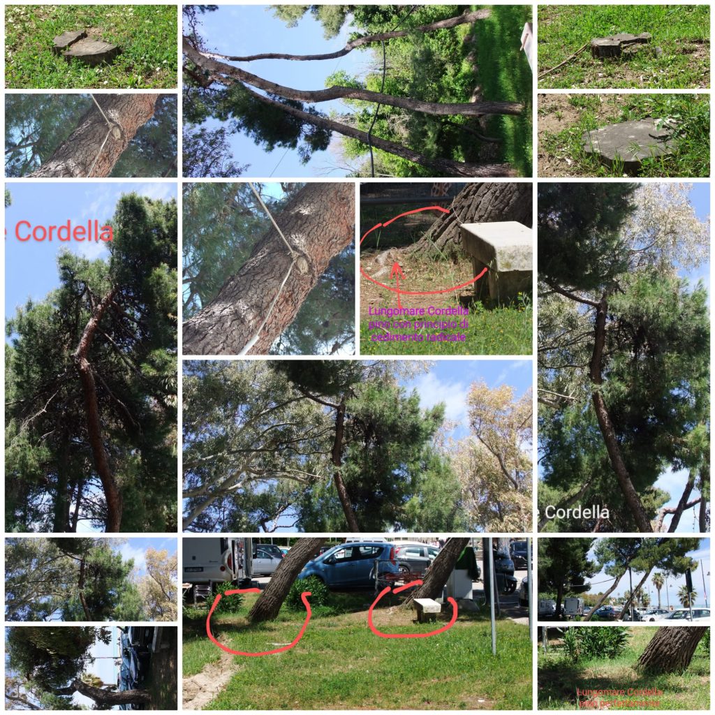 Vasto, tre ordinanze sindacali per abbattere dei pini in città, alcuni solo da manutenere 4 pini 4