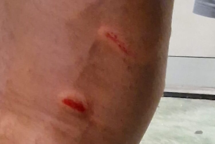 morso lupo apertura