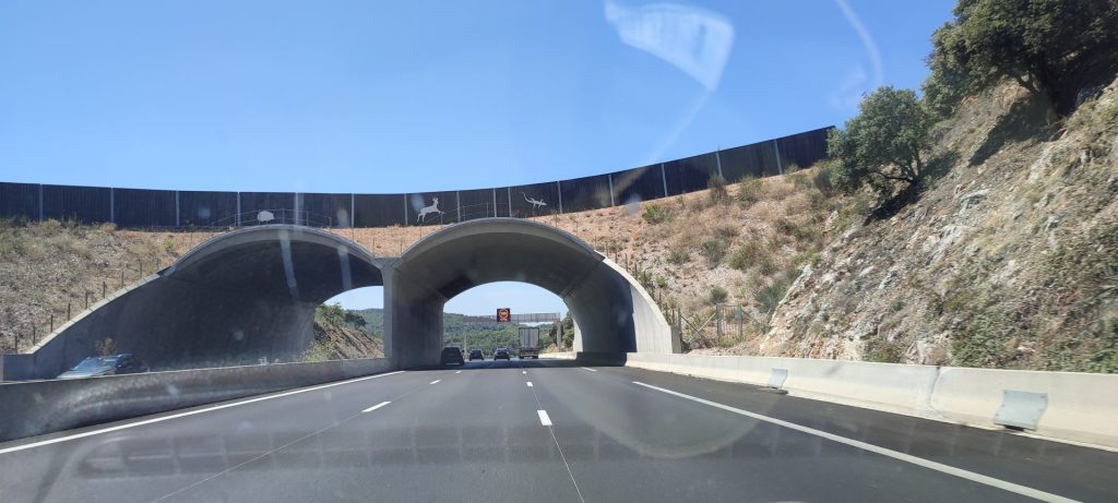 Orsi, cinghiali e cervi sulle strade, ma quanta poca tutela in Abruzzo 4 EcodottoAutostradaProvenza 2023