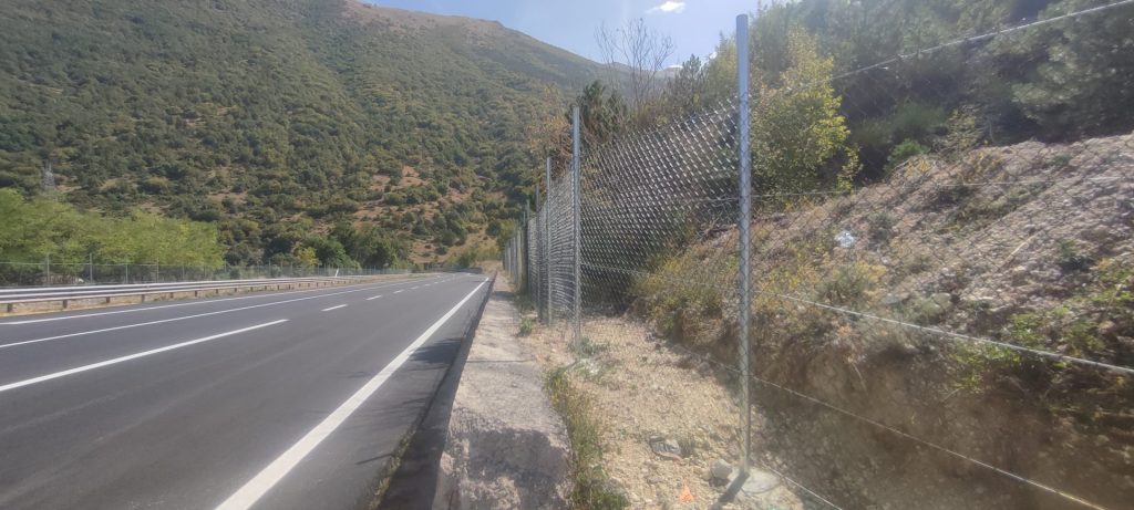 Orsi, cinghiali e cervi sulle strade, ma quanta poca tutela in Abruzzo 2 ReteMontePettorano