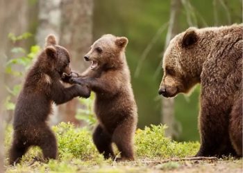 L'orsa Amarena con i suoi cuccioli