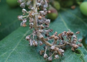 Un grappolo d'uva colpito da peronospora