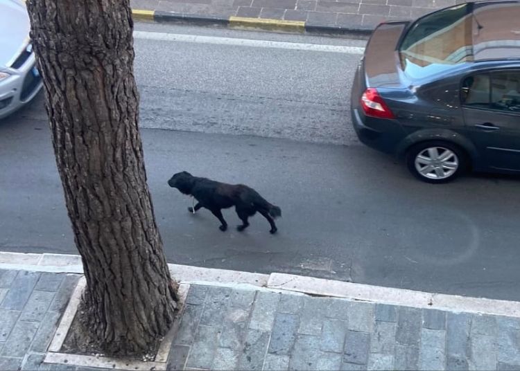 Vasto, cane in pericolo con corda al collo: l'appello per salvarlo 2 Progetto senza titolo 2023 10 09T132142.017