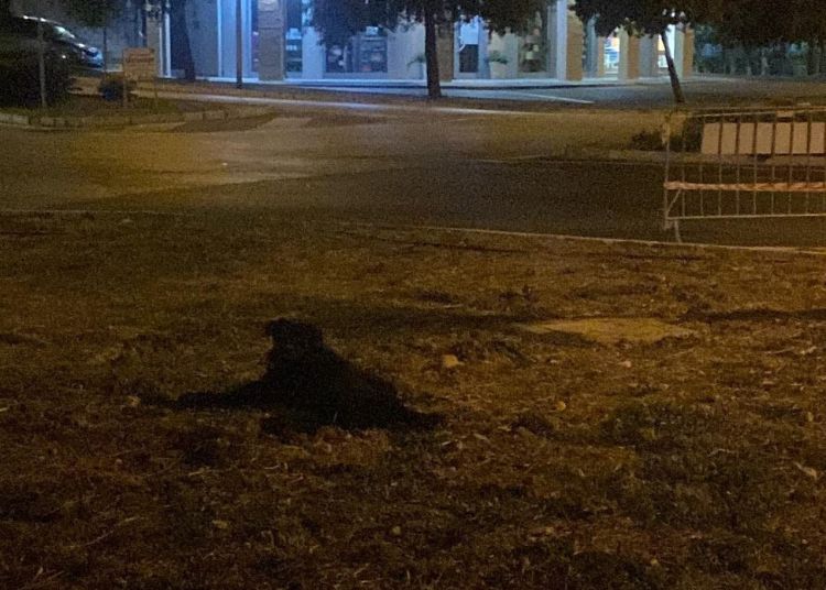 Vasto, cane in pericolo con corda al collo: l'appello per salvarlo 3 Progetto senza titolo 2023 10 09T132242.118