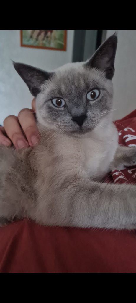 Vasto, scomparso un gatto: l'appello della proprietaria 2 Zeus