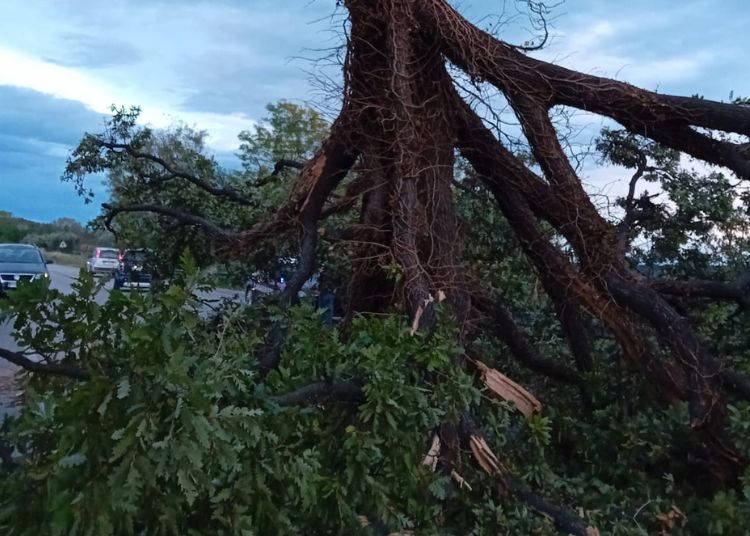 Vasto, forti raffiche di vento nella notte: le foto dei danni 9 Fondovalle Sinello vicino Vasto Nord 1