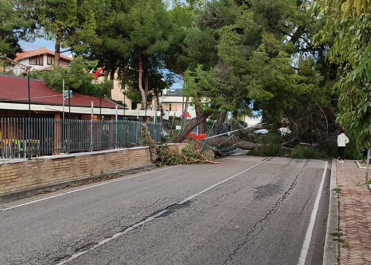 Vasto, forti raffiche di vento nella notte: le foto dei danni 5 Vasto SantAntonio Abate