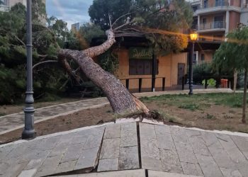 Albero caduto nella Villa comunale di Vasto