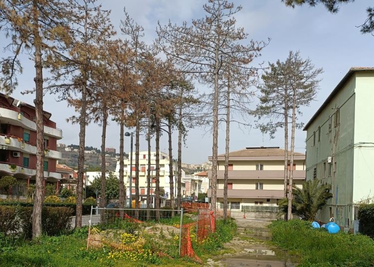 Centinaia di alberi tagliati: l'anno nero del verde a Vasto 5 I pini norvegesi di Viale Dalmazia